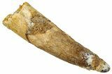 Fossil Spinosaurus Tooth - Real Dinosaur Tooth #329526-1